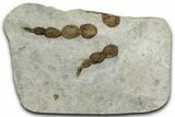 Dinosaur (Grallator) Track - Negative Impression #367552-1